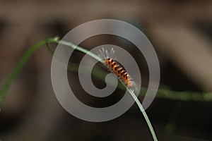 Caterpillar with a blurred background