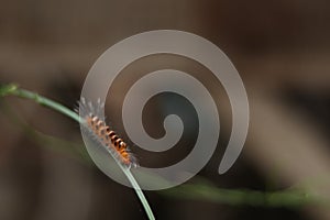 Caterpillar with a blurred background