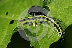 Caterpillar Box Tree Moth Cydalima Perspectalis