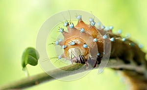 Caterpillar on branch 2