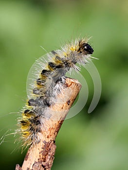 Caterpillar on a Branch
