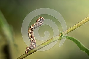 Caterpillar on a branch