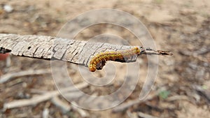 Caterpillar at a branche photo