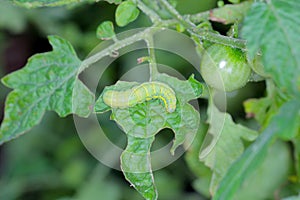 Caterpillar The bright-line brown-eye (Lacanobia oleracea). Insect on a damaged tomato.