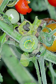 Caterpillar The bright-line brown-eye (Lacanobia oleracea). Insect on a damaged tomato.