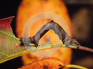A caterpillar of a Brimstone Moth