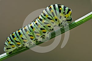 caterpillar in brown photo