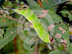 Caterpillar of butterfly Cerura erminea