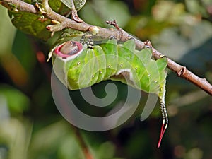 Caterpillar of butterfly Cerura erminea.