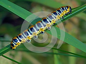 Caterpillar of butterfly Cucullia lactucae.