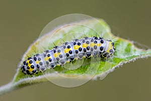 Caterpillar of butterfly diloba caeruleocepha