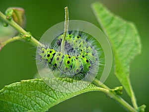 Caterpillar of butterfly Eudia pavonia.