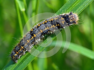 Caterpillar of butterfly Euthrix potatoria.