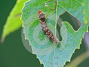 Caterpillar of the butterfly of family Drepanidae.