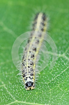 Caterpillar of the butterfly on green leaf