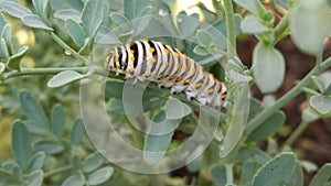 Caterpillar of butterfly macaon papilio machaon photo