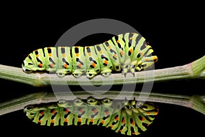 Caterpillar butterfly mahaon close-up on a black background with unusual reflection