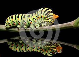 Caterpillar butterfly mahaon close-up on a black background with unusual reflection