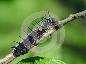 Caterpillar of butterfly Nymphalis antiopa.