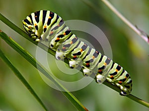 Caterpillar of butterfly Papilio machaon. photo