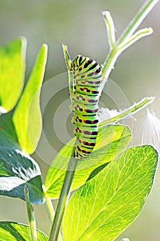 Caterpillar butterfly Papilio machaon Linnaeus, Hvostonosets swallowtail