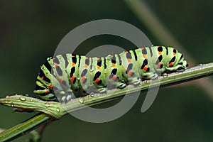 Papilio machaon photo