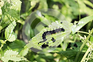 Caterpillar butterfly peacock eagerly devours leaves of nettle