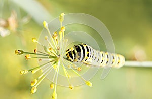 Caterpillar of butterfly swallowtail - machaon, feeds on dill - fennel, top view