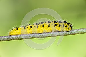 Caterpillar butterfly yellow flowers with black spots
