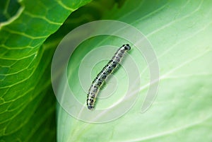 Caterpillar on cabbage