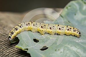 Caterpillar of Cabbage White Butterfly, Pieris sp