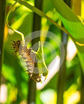 Caterpillar of a Cairns Birdwing Butterfly photo