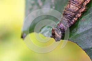 Caterpillar caligo memnon