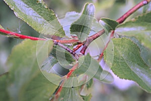 Caterpillar Camouflaged , Twig Mimickry