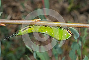 Caterpillar (Cerura erminea) 10
