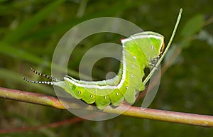 Caterpillar (Cerura erminea) 3