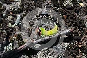 Caterpillar Cerura vinula, the puss moth, and ant