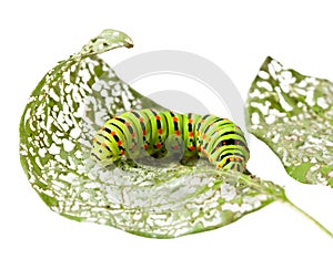 Caterpillar chewing a leaf