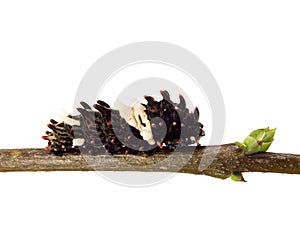 A caterpillar of the Chinese windmill butterfly on a branch isolated on white