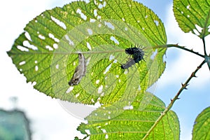 Caterpillar and chrysalis on a leaf