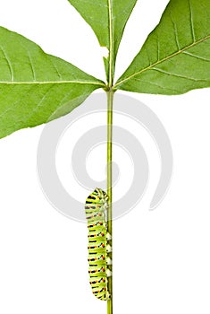 Caterpillar climbing on stem