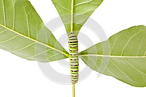 Caterpillar climbing on twig