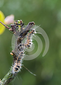 Caterpillar