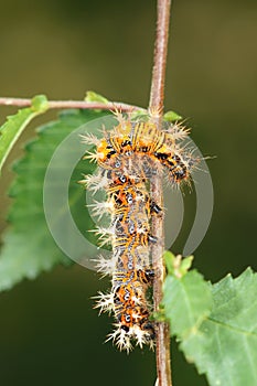 Caterpillar