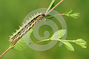 Caterpillar