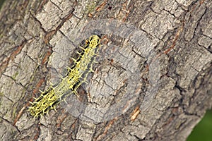 Caterpillar