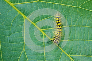 Caterpillar