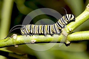 Caterpillar closeup.