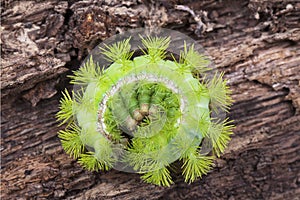 Caterpillar closeup.