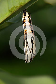 Caterpillar cocoons